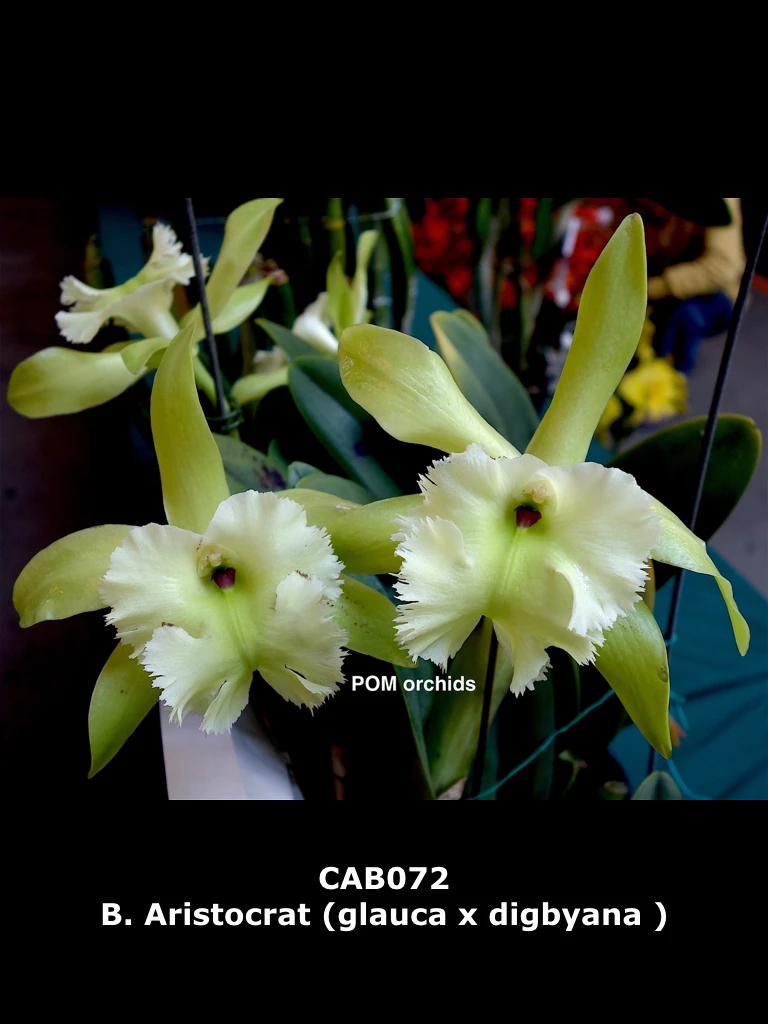 B.Aristocrat (B.glauca x B.digbyana) - 中豬哥
