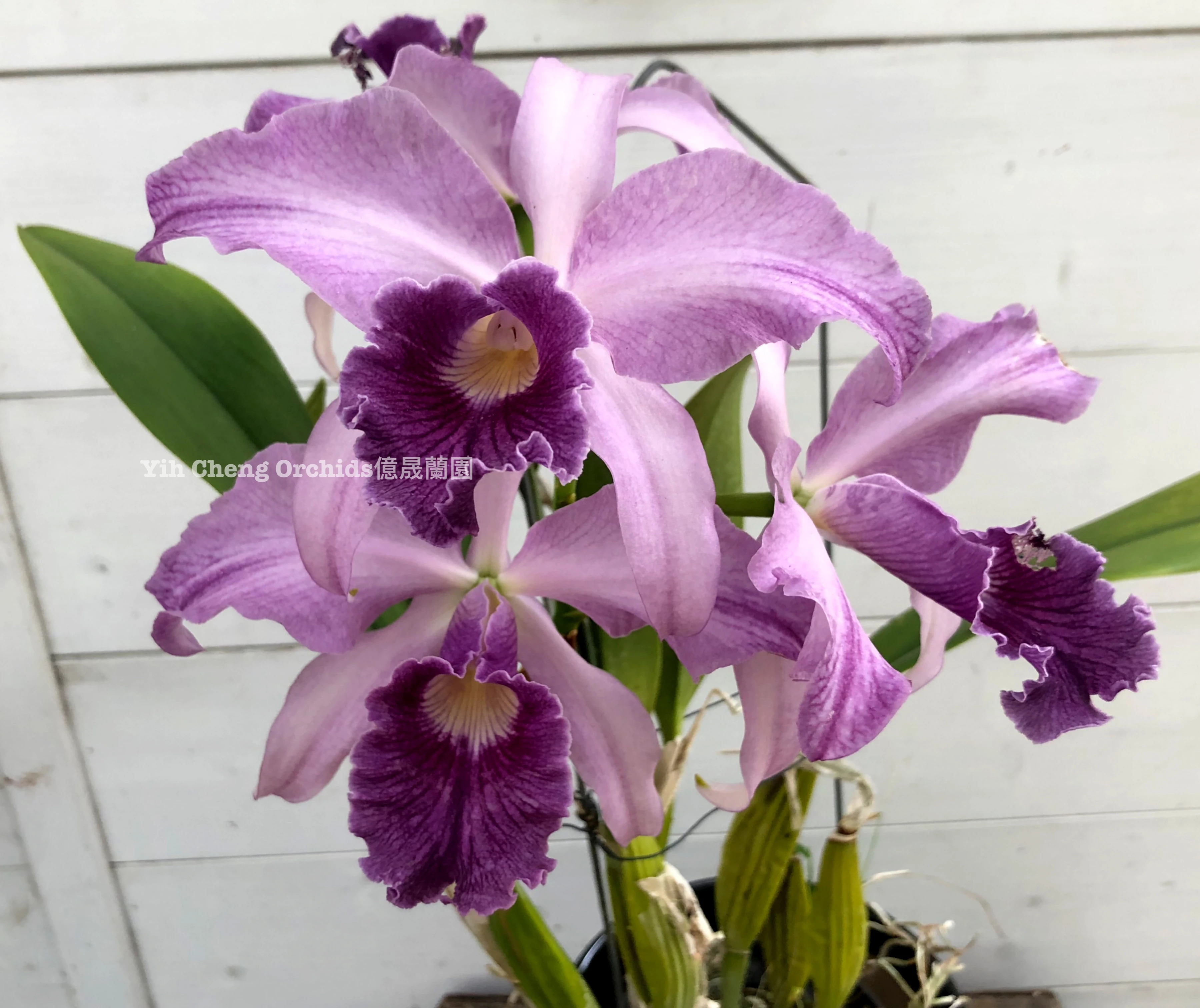 Lc. Canhamiana var. coerulea ''Azure Sky'' HCC/AOS - 蔚藍天空