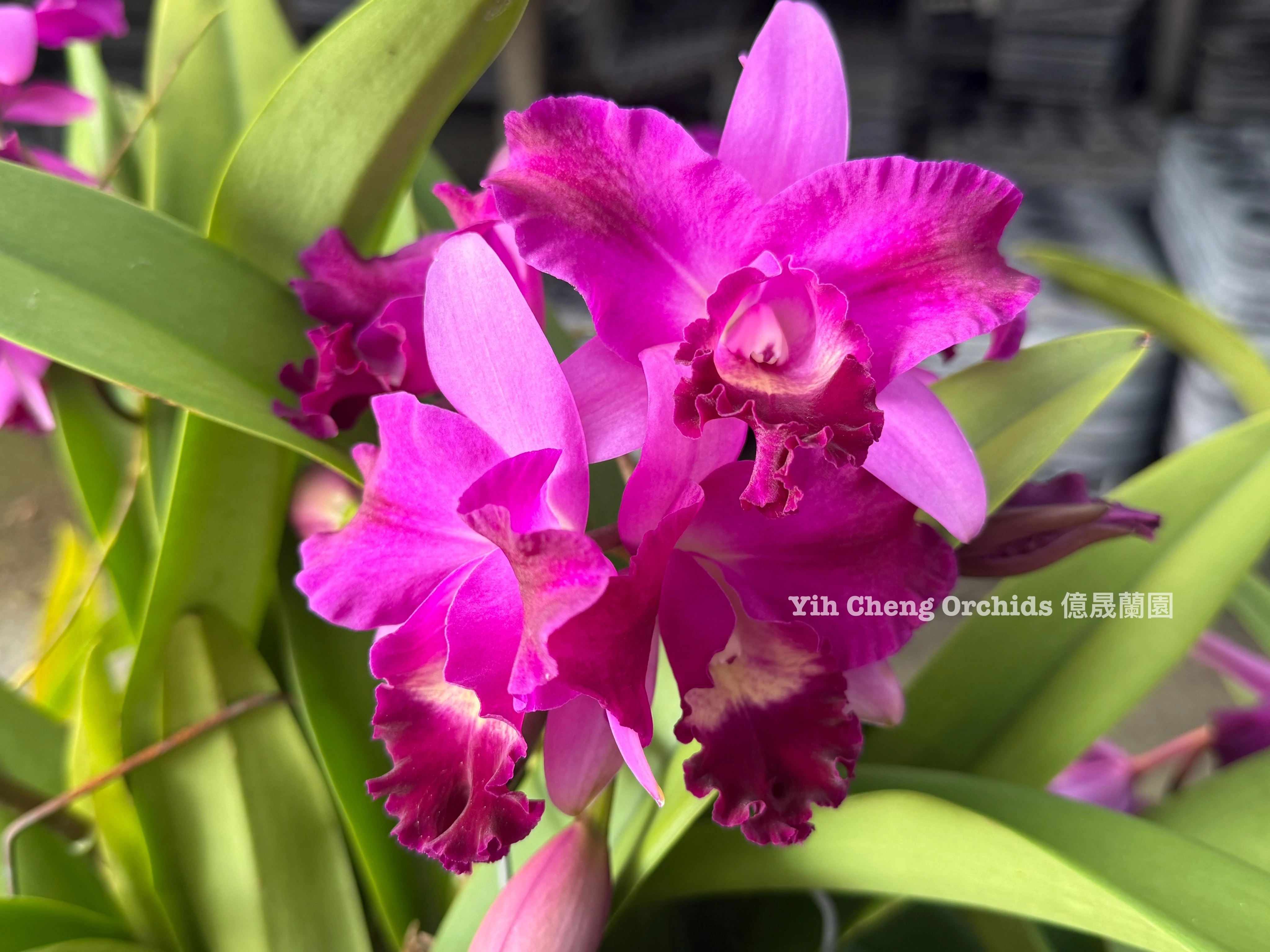 Ctt.Tristar Bouquet (C.Rosette Warland × Ctt.Chocolate Drop)