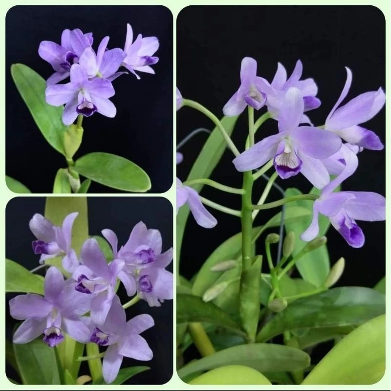 C.bowringiana 