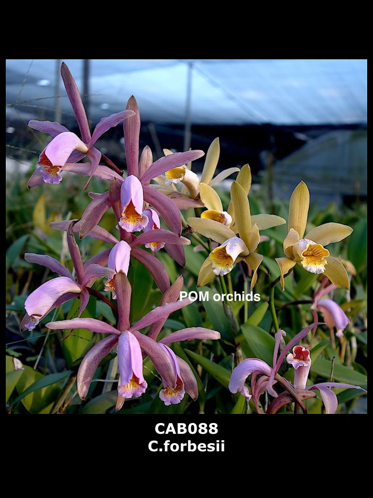 C.forbesii - 何美斯