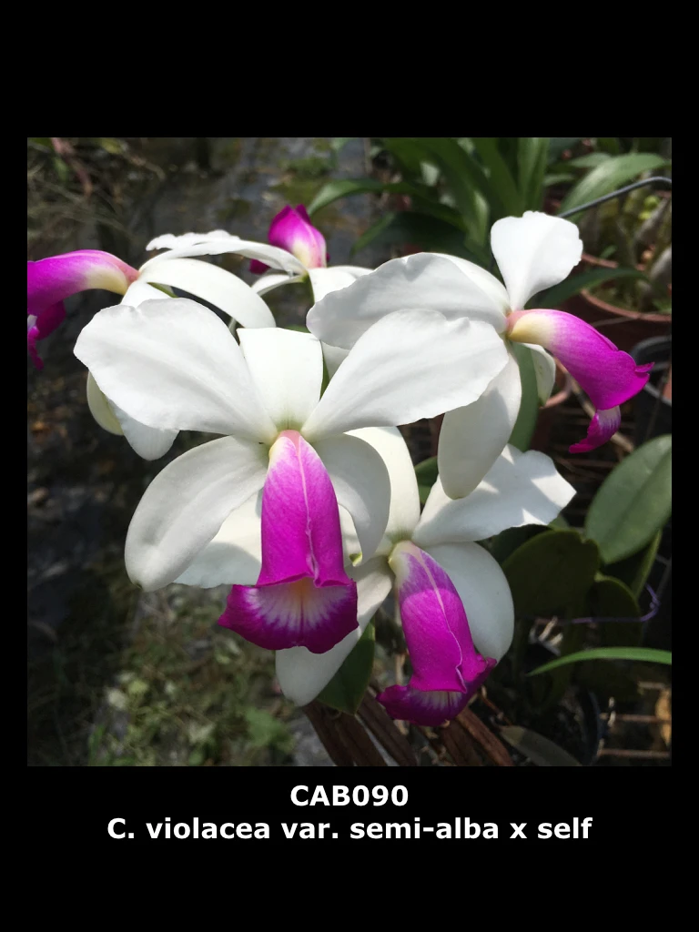 C.violacea var.semi-alba x self 