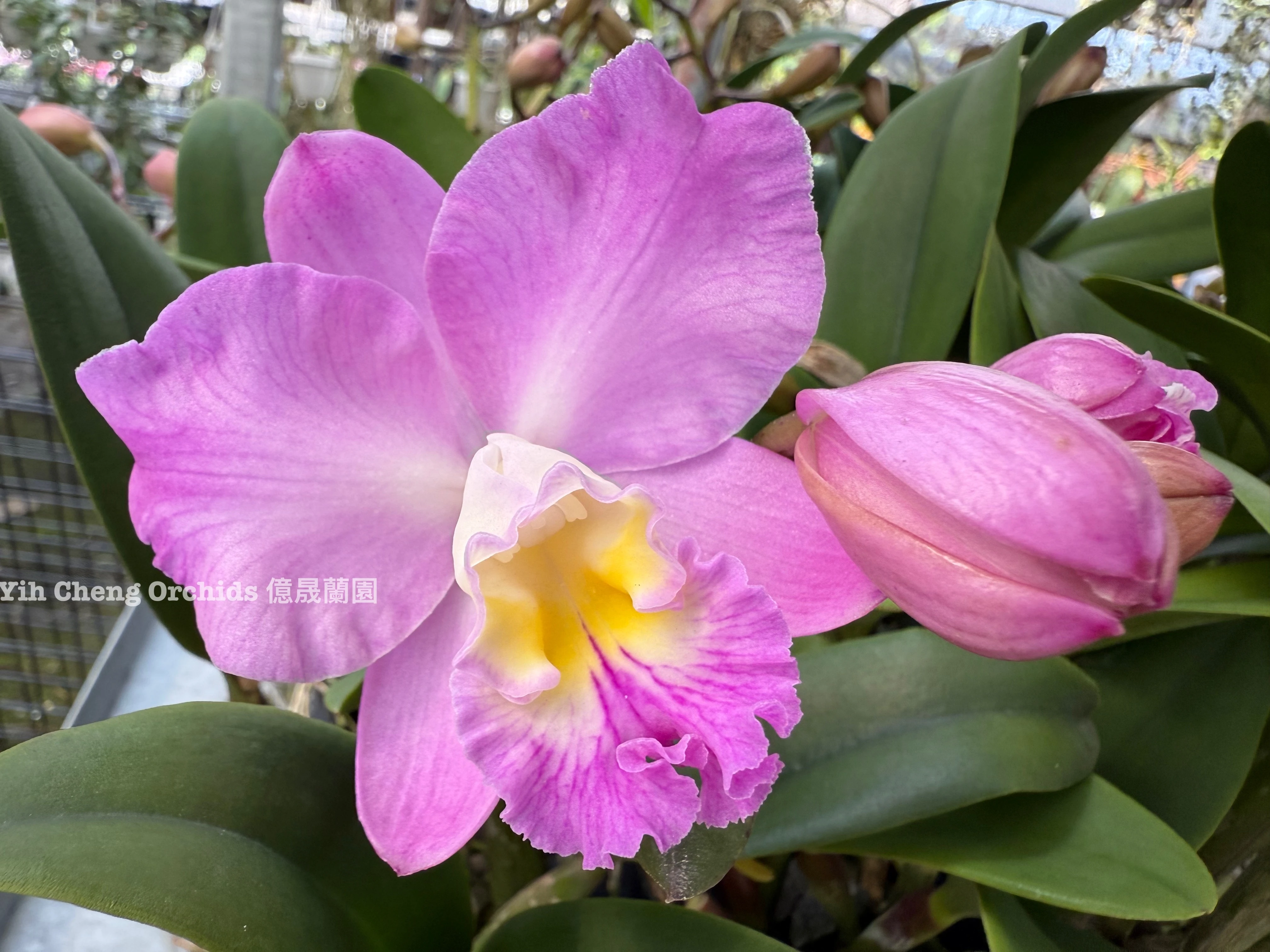 Ctt.Doris and Byron 'Christmas Rose' - 聖誕玫瑰
