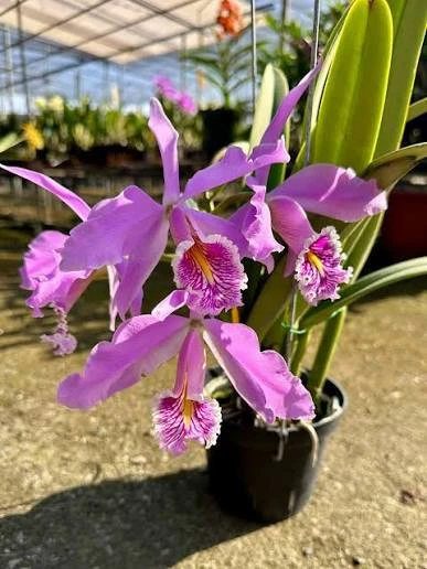 C.maxima
