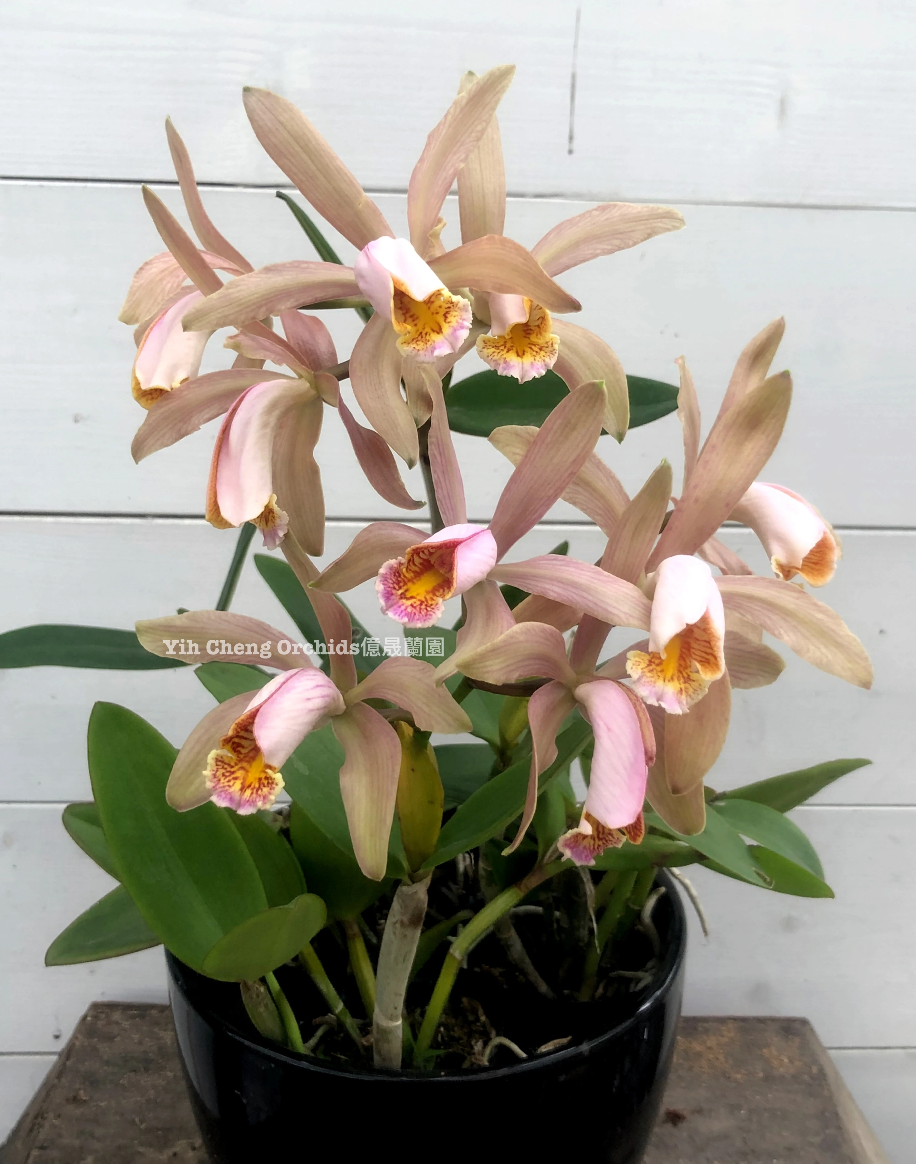 C.forbesii - 何美斯