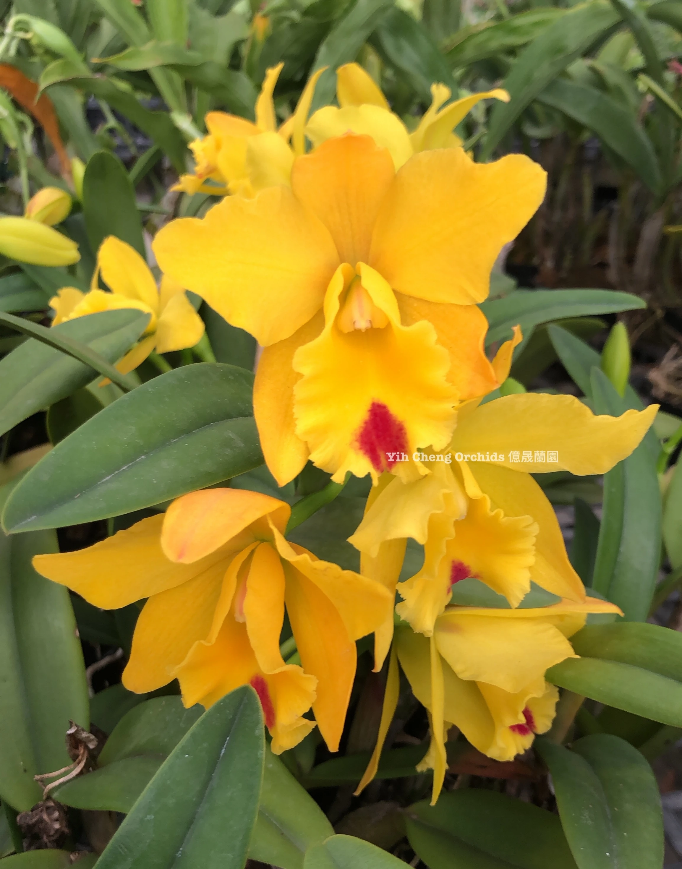 Blc.Husky Boy 'Romeo' - 羅密歐