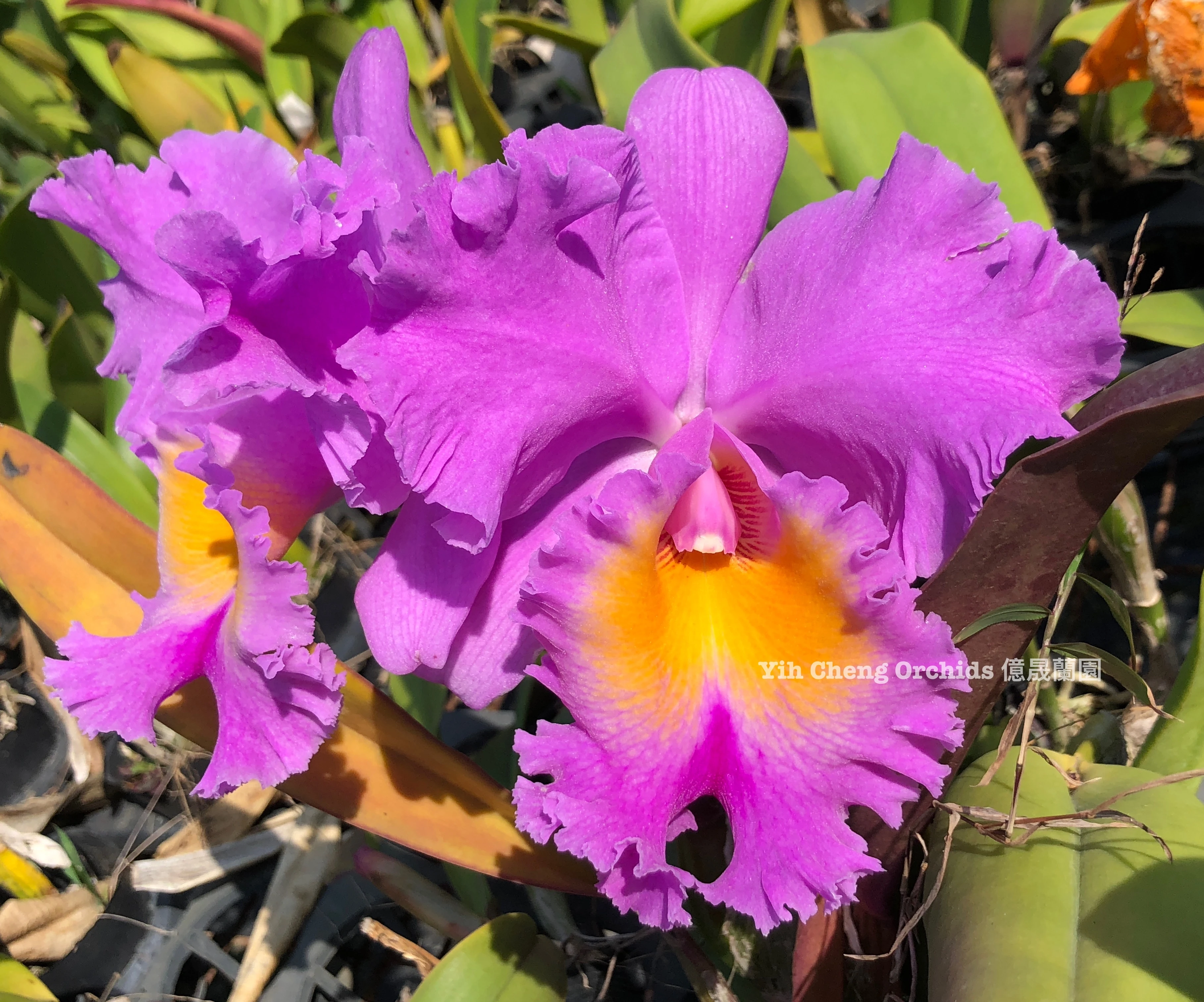 Blc.Triumphal Coronation 'Seto'