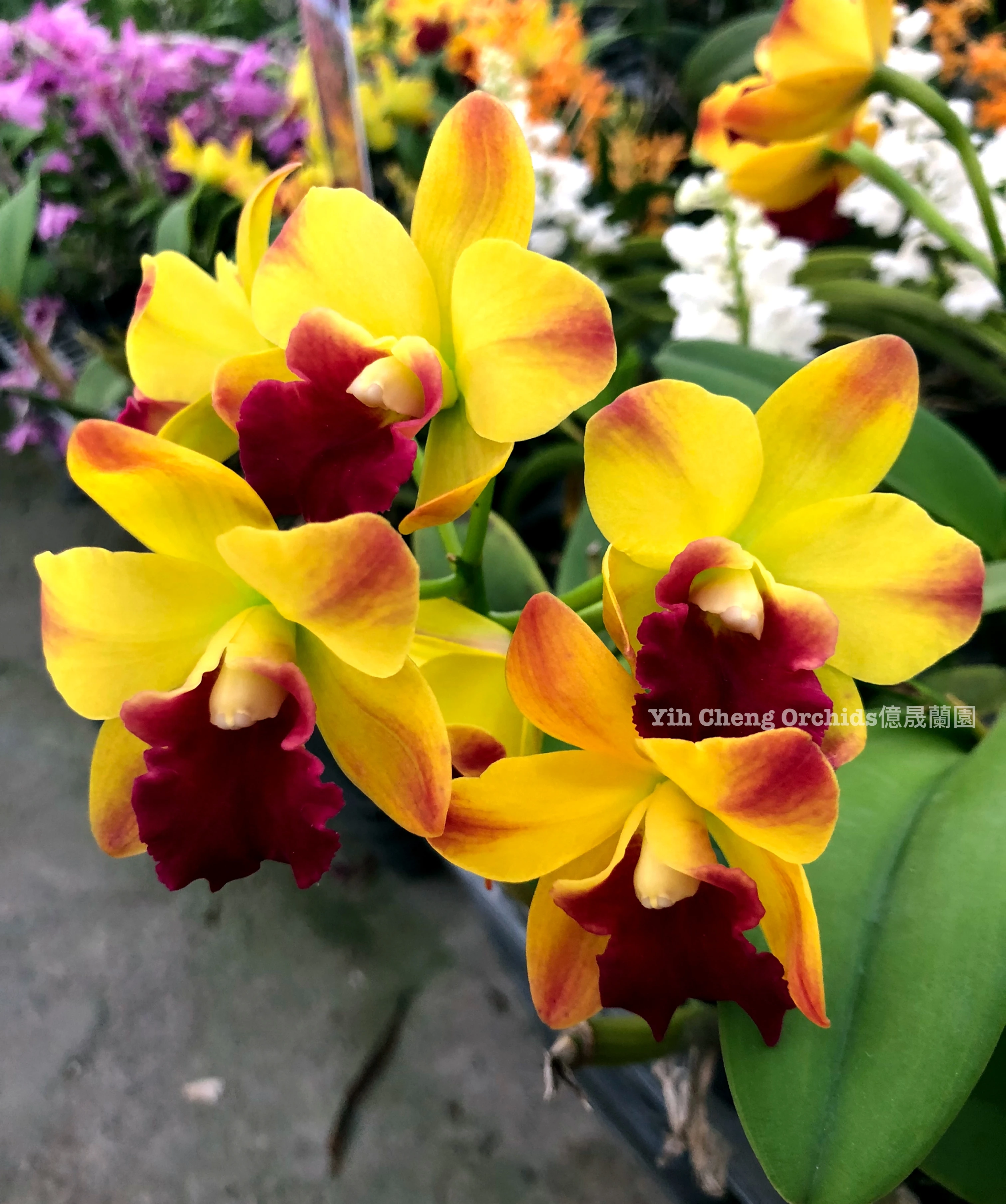 (Lc.Loog Tone x Pot.Little Toshie) - 小金剛