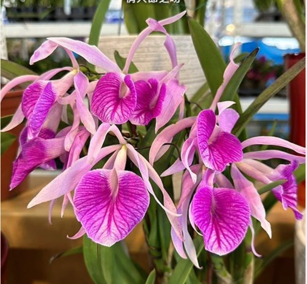 Blc.Morning Glory “Valentine Kiss” - 晨光