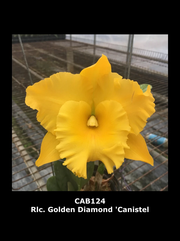 Rlc.Golden Diamond ‘Canistel’ - 仙桃