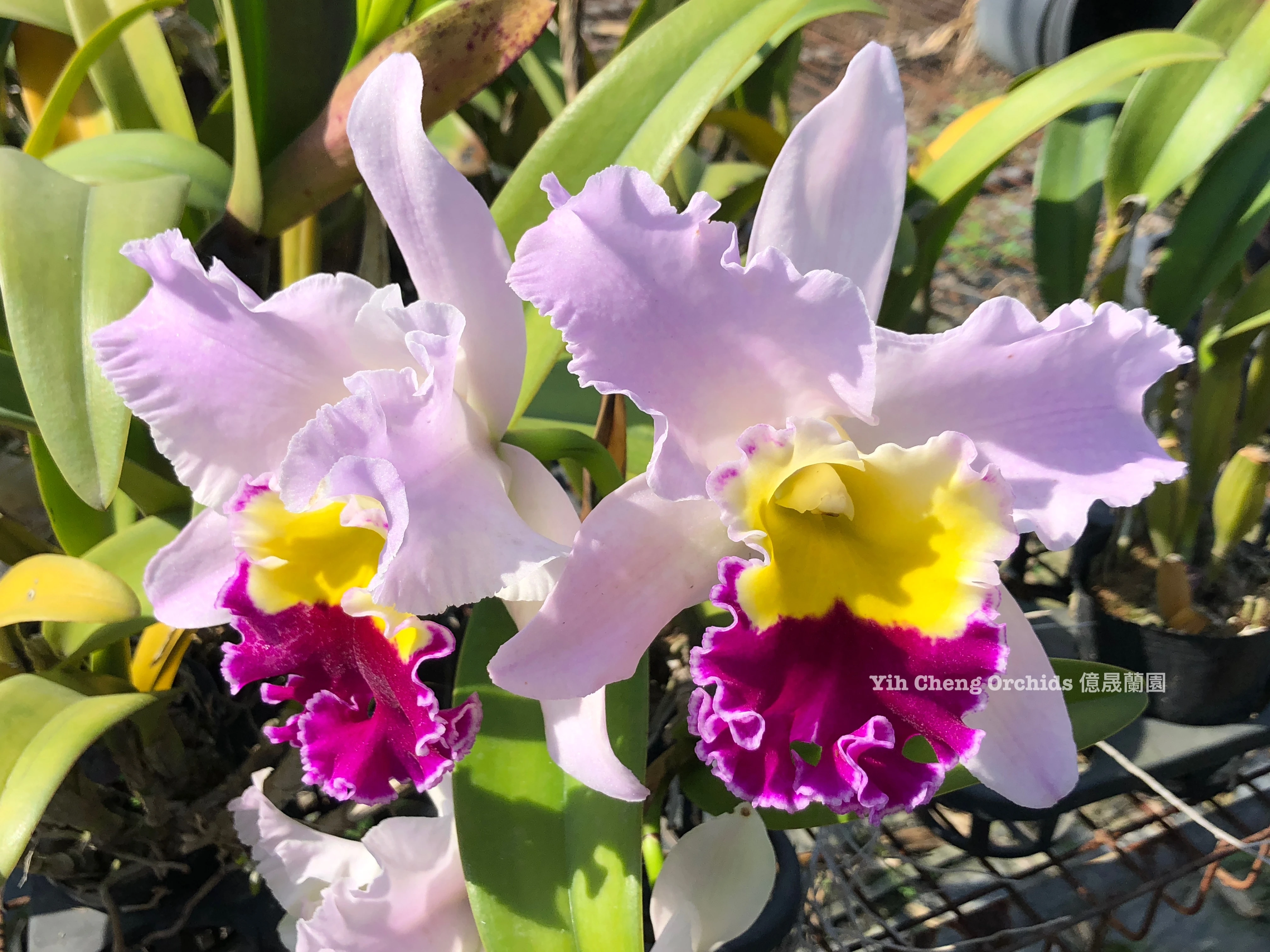 Blc.Beauty Girl 'C.U Kova' - 漂亮女孩