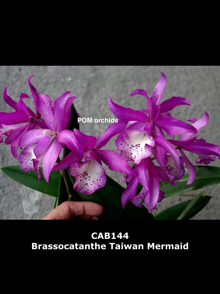 Brassocatanthe Taiwan Mermaid - 台灣美人魚