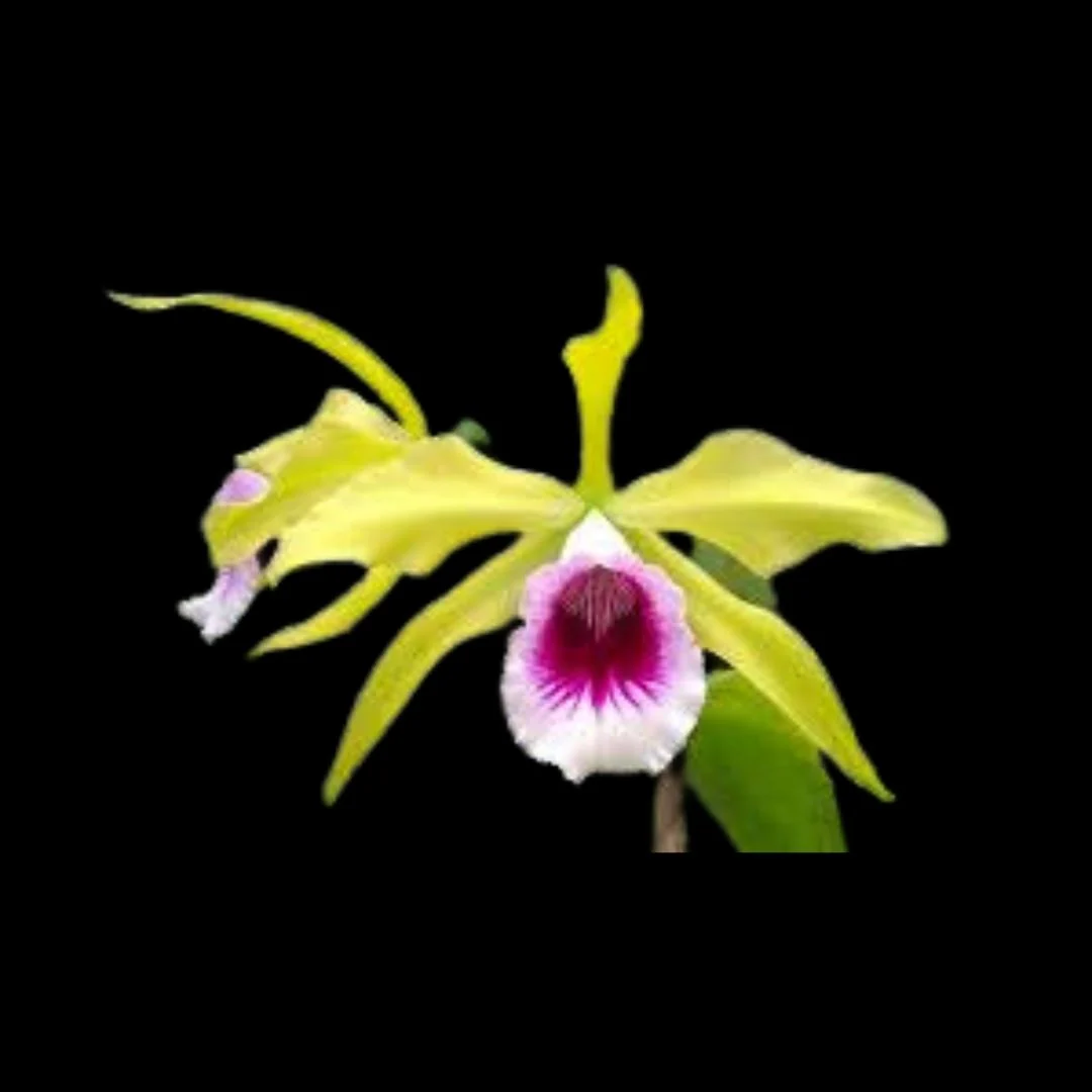 Laelia tenebrosa var aurea 