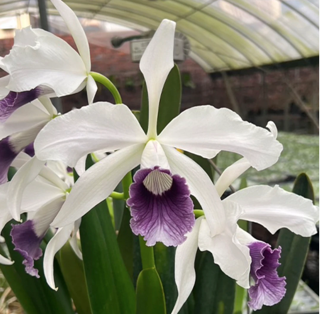 L.purpurata var.werkhauseri ‘Blue Dream’