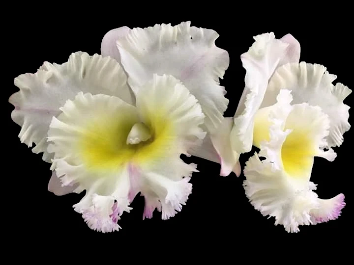 Rlc.Siam White ‘The Best’ - 白暹羅