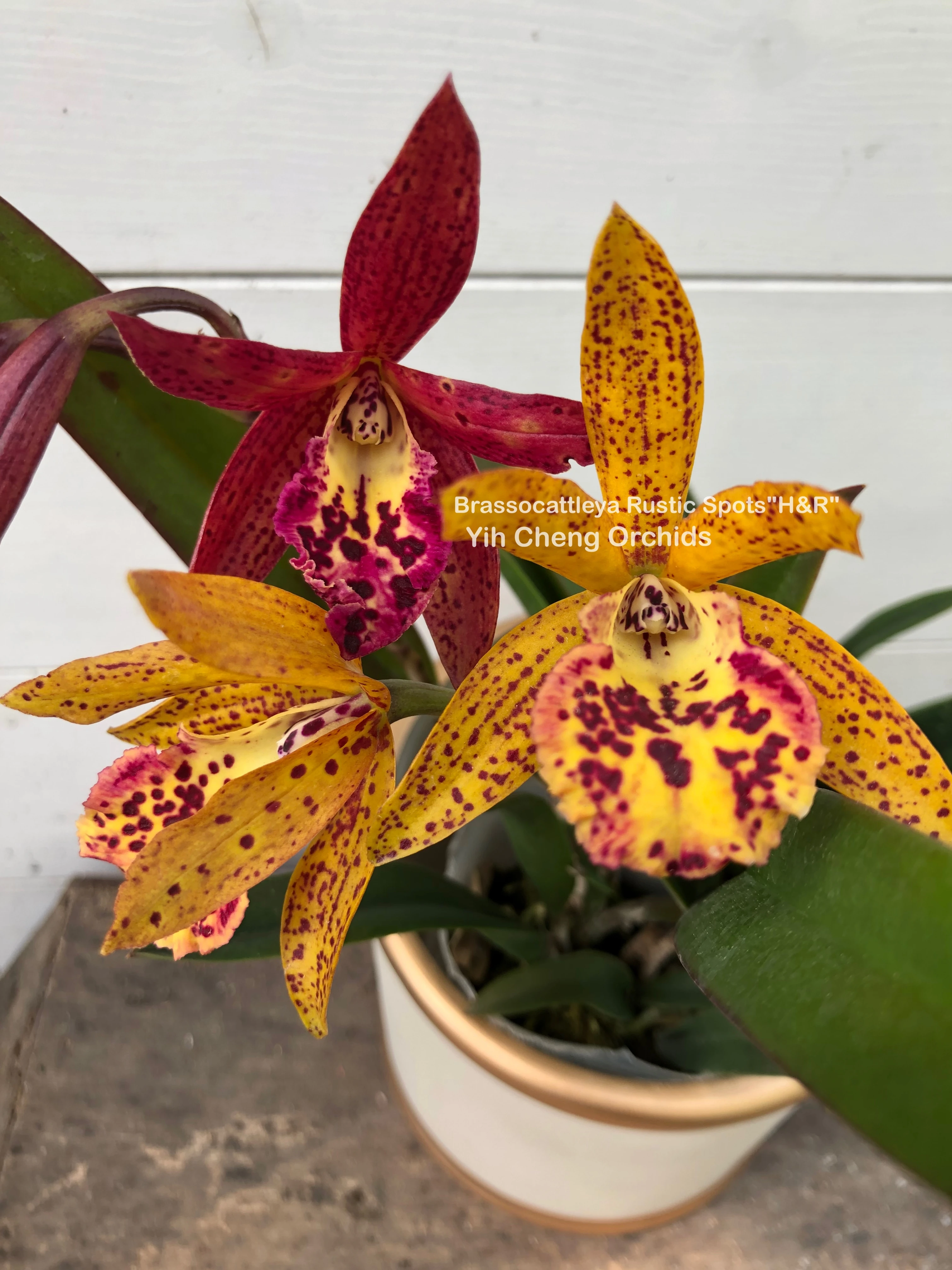 Blc.Rustic Spots ‘H&R’ - 鄉村景點