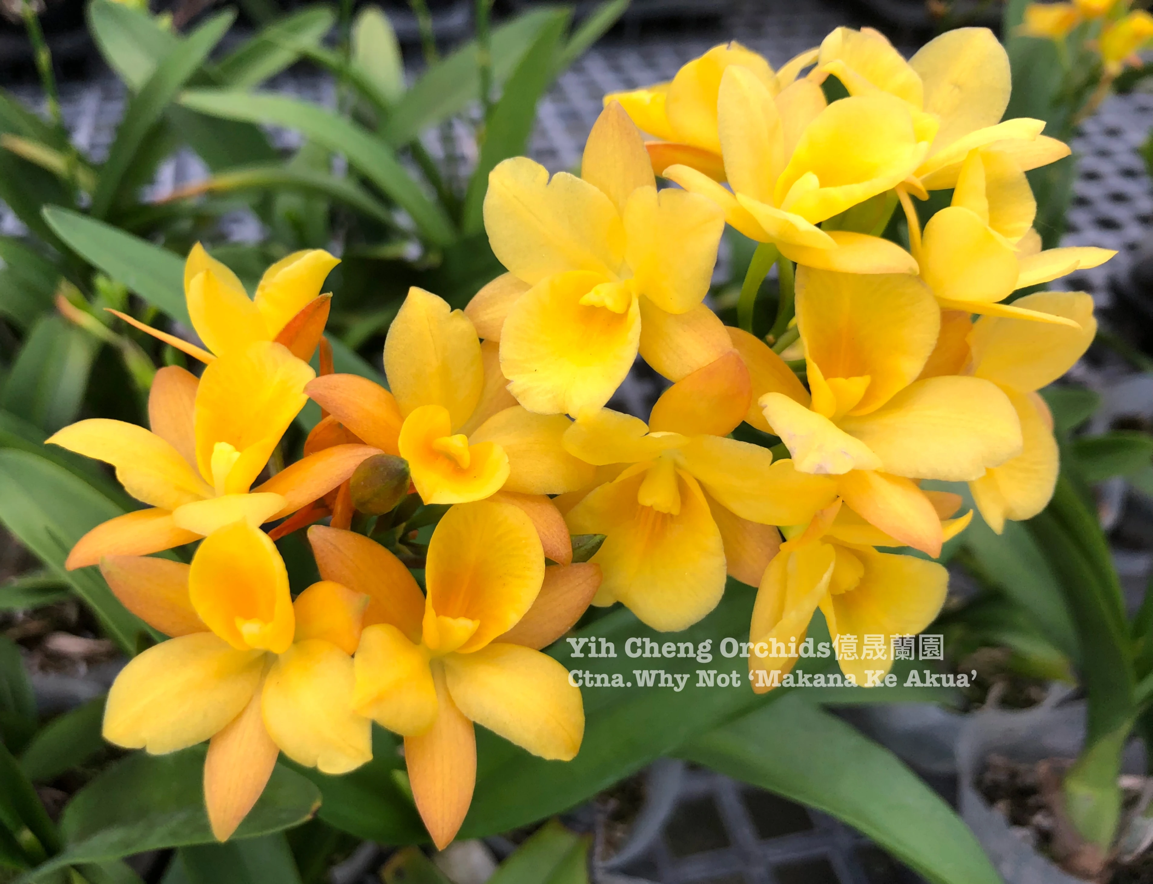 Cattleytonia Why Not ‘Makana Ke Akua’
