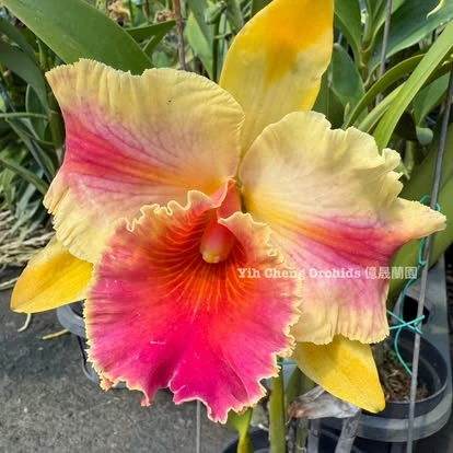 Rlc.Amazing Thailand - 魔術師