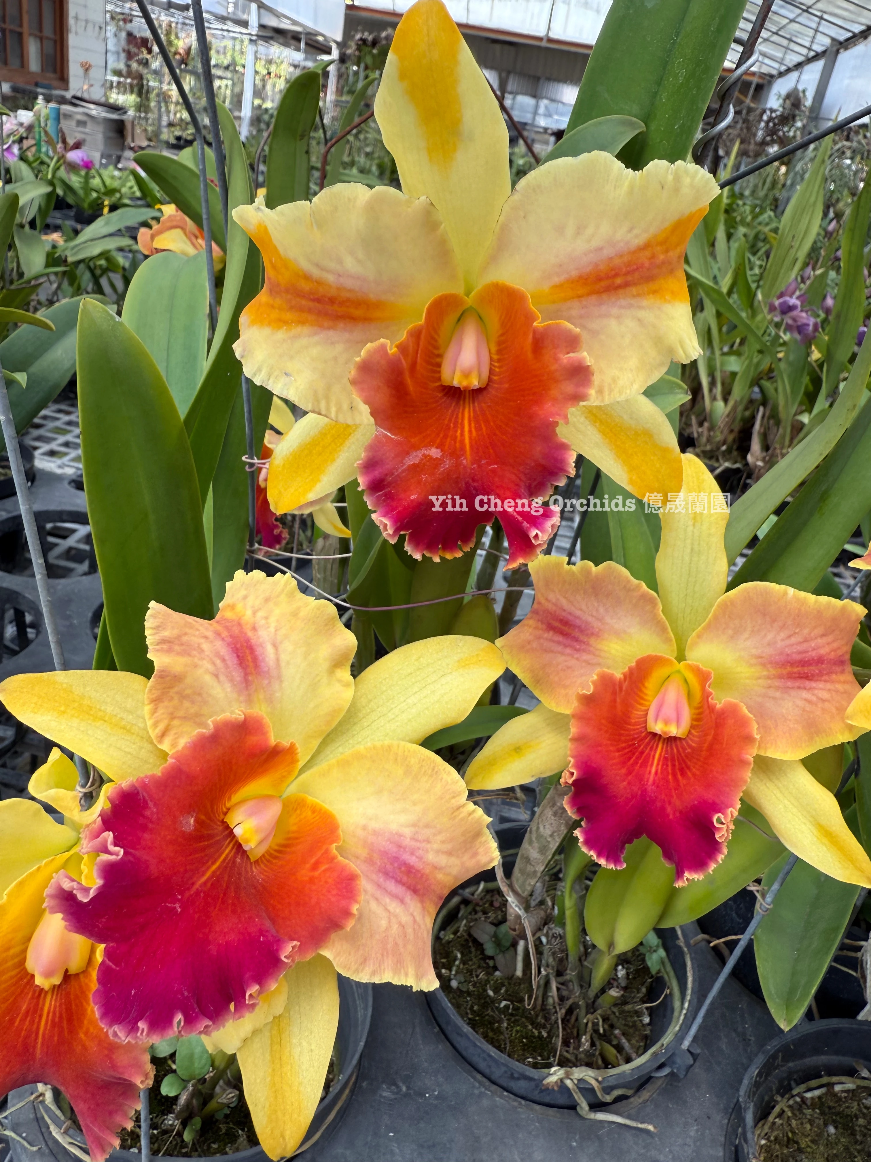 Rlc.Amazing Thailand - 魔術師