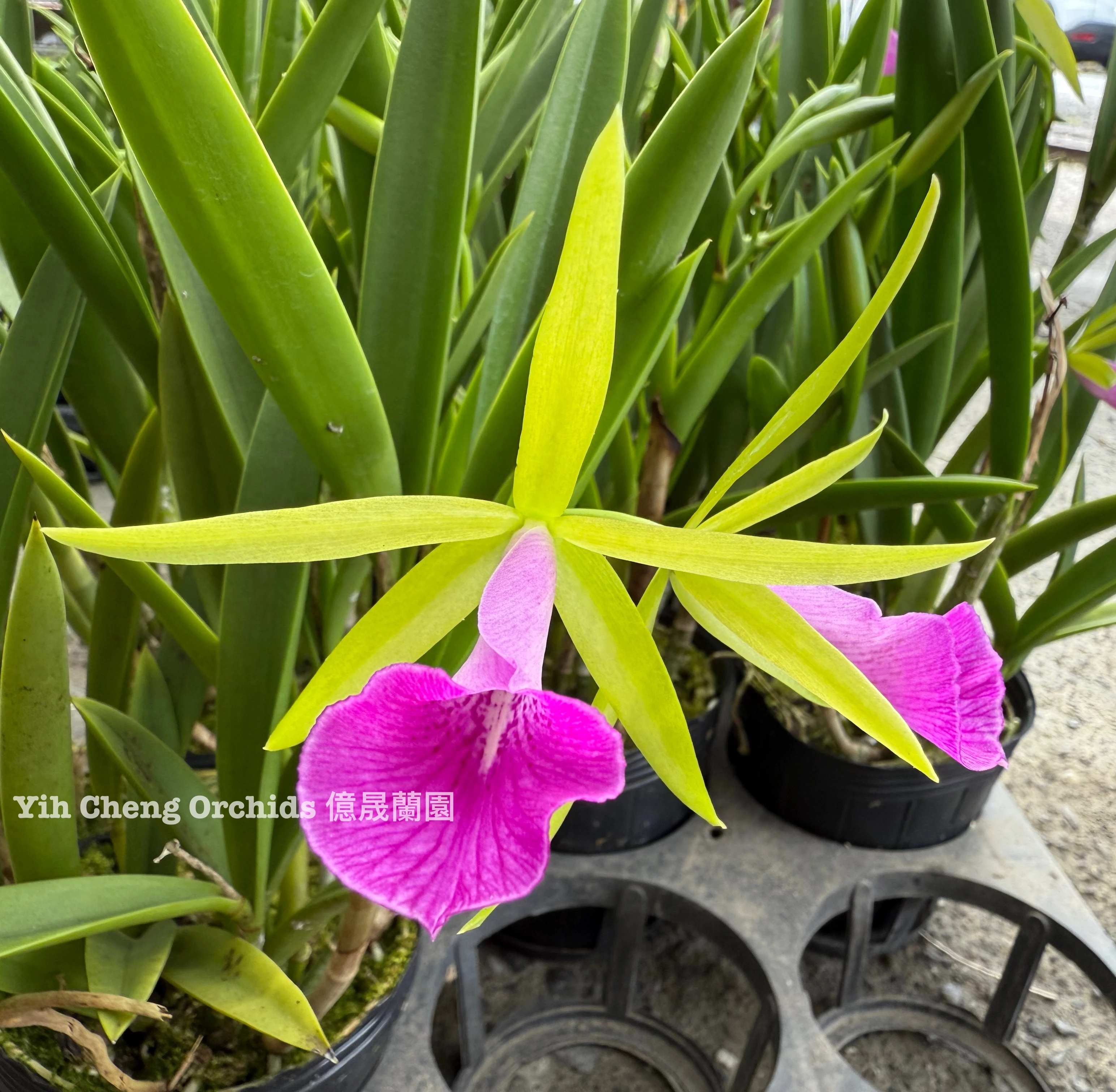Bc.Carnival Kids ‘Green Gem’ - 都靈