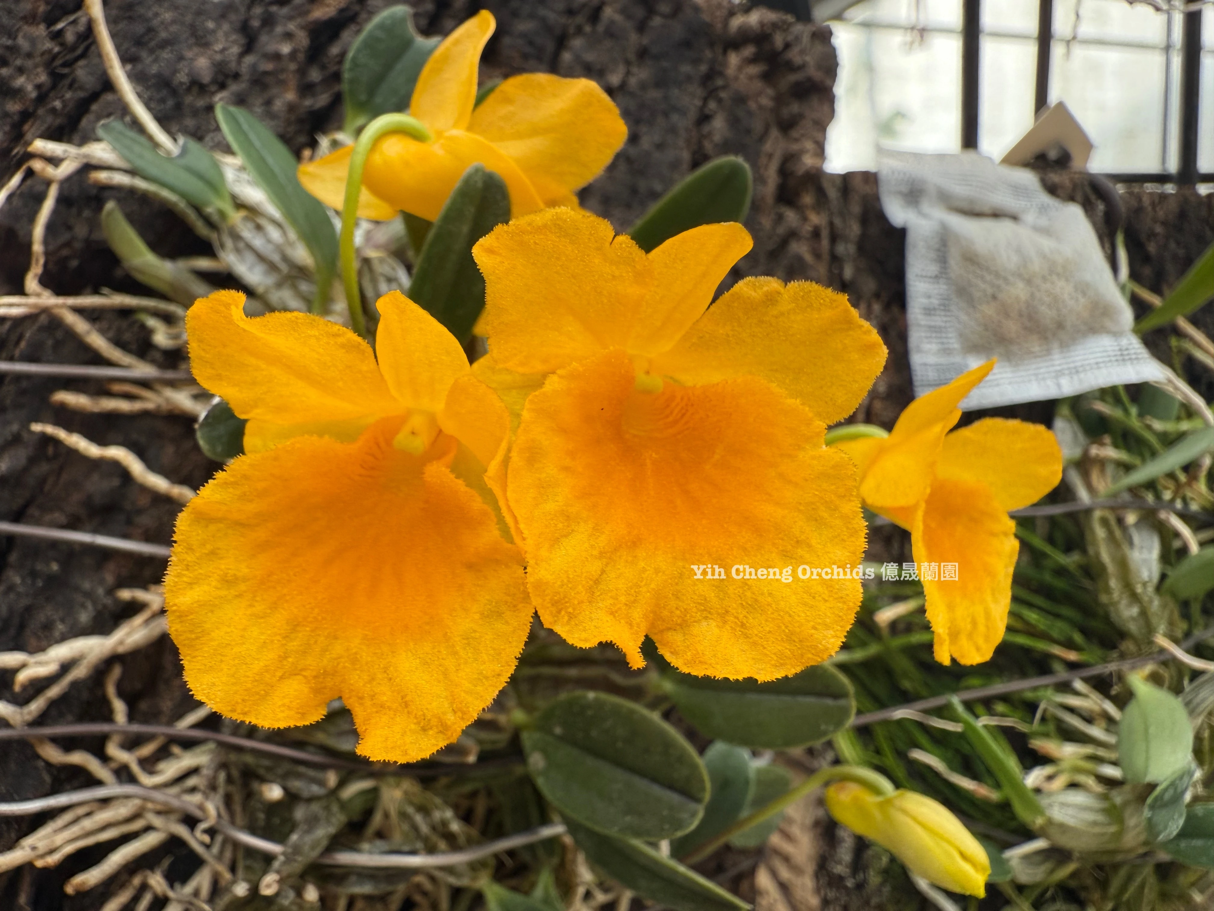 Dendrobium lindleyi (Dendrobium aggregatum) - 錢幣石斛/聚石斛