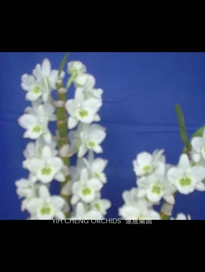 Den.Spring Jewel 'Miki' - 米奇
