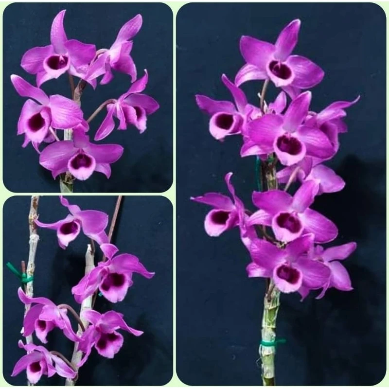 Den. Nestor 'Variegated Dragon' - 藝龍
