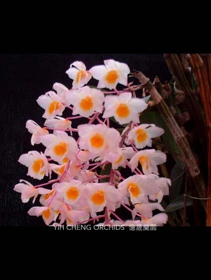 Dendrobium amabile - 粉燈籠