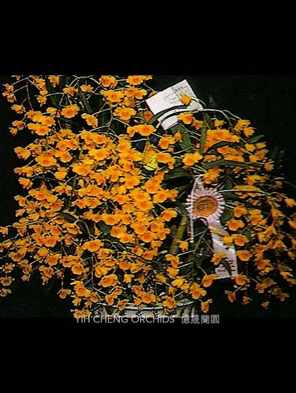Den.chrysotoxum - 鼓槌石斛