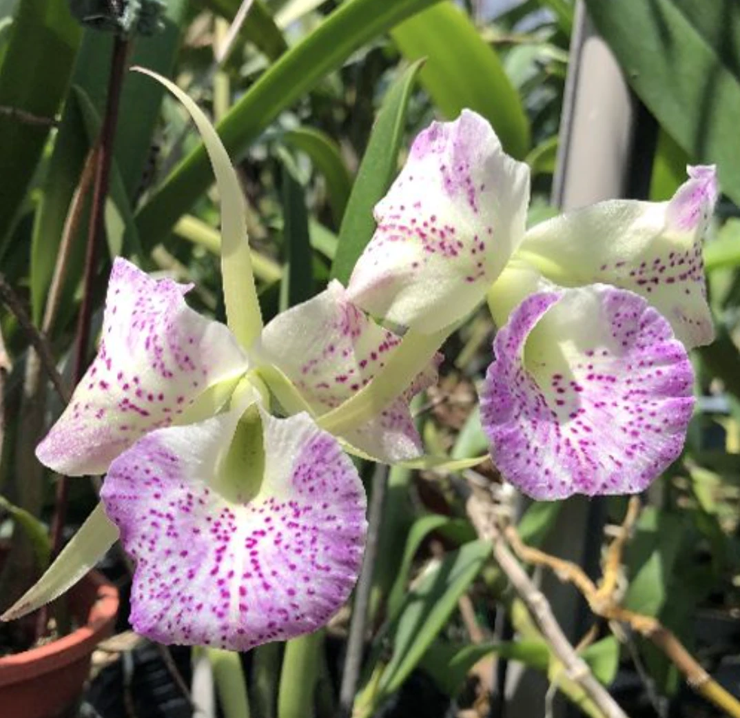 Bc.Air Mososa ‘Mickey Mouse’ - 米老鼠