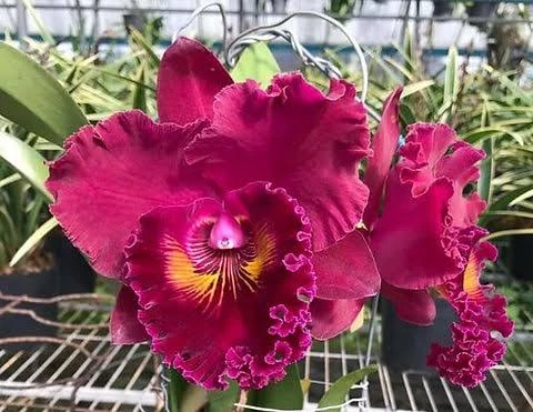 Rlc.Shang Ding Red Dragon - 文欽一號
