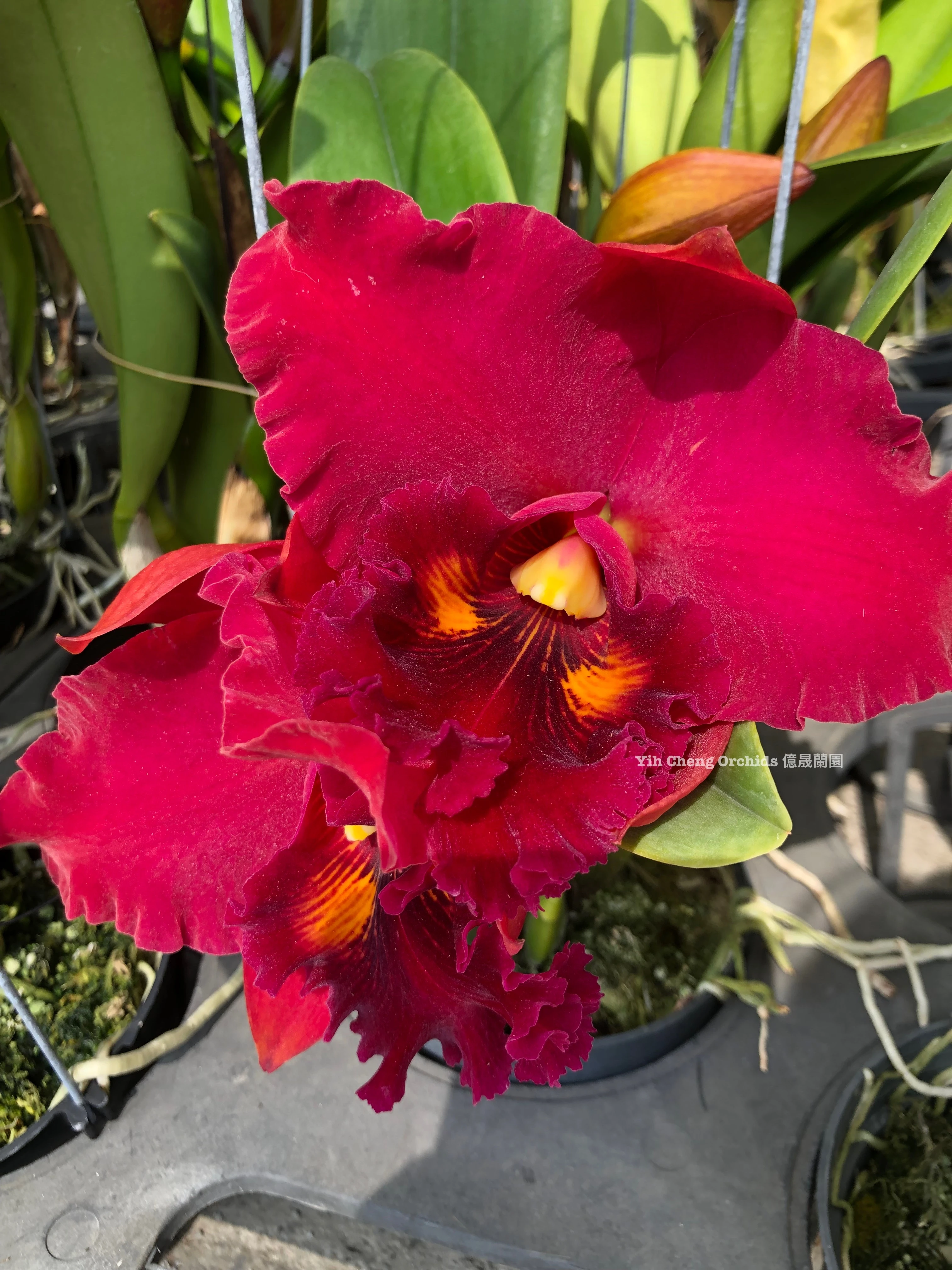 Rlc.Taiwan Chief Wine ‘Van Gogh’ - 梵谷