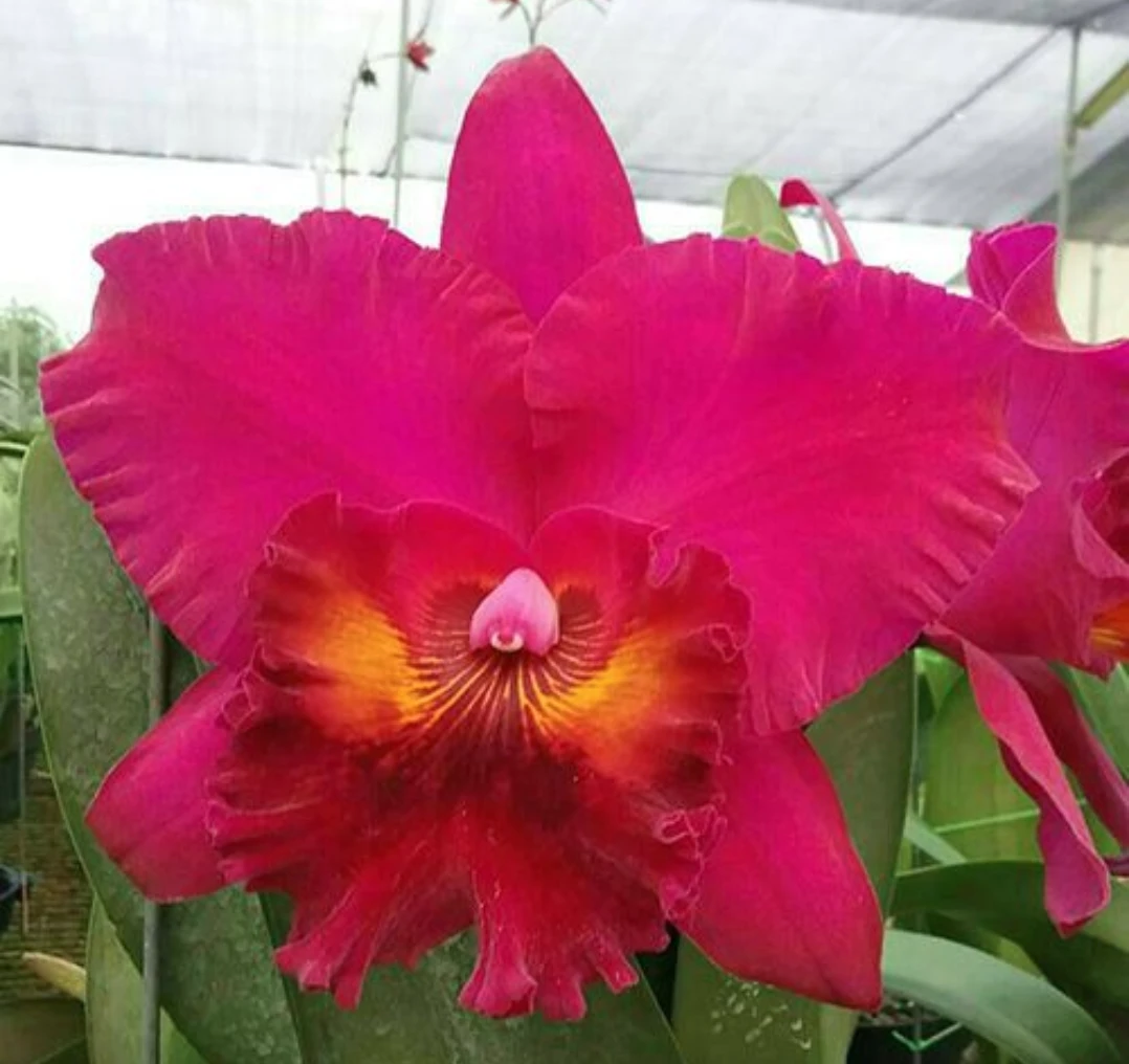 Rlc.Sanyung Ruby ‘Dawang’ - 大旺