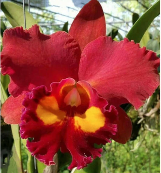 Rlc.Phet Paithoon ‘Rambutan’ 紅牡丹