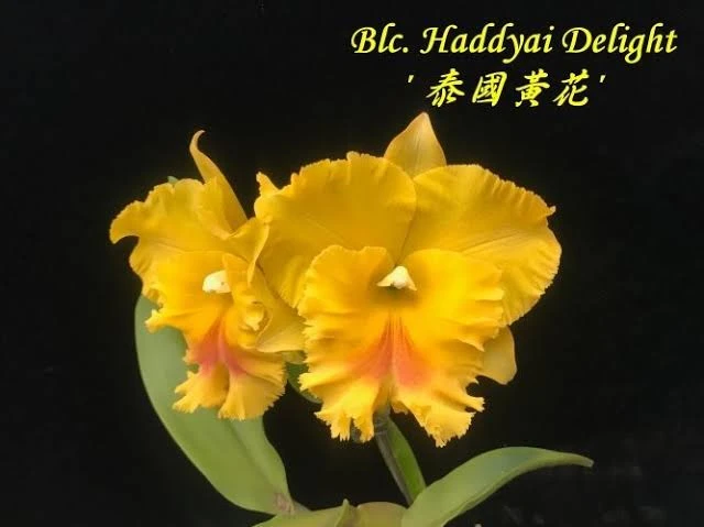 Rlc.Haadyai Deligh - 泰國黃花