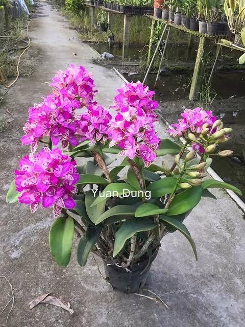 C.Yuan Dung Sweet ‘Dragon Fruit’ - 火龍果