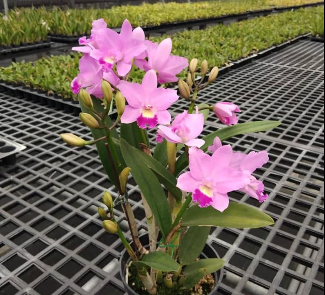 Ctt.Sakura Candy ‘Angel - 櫻花糖果
