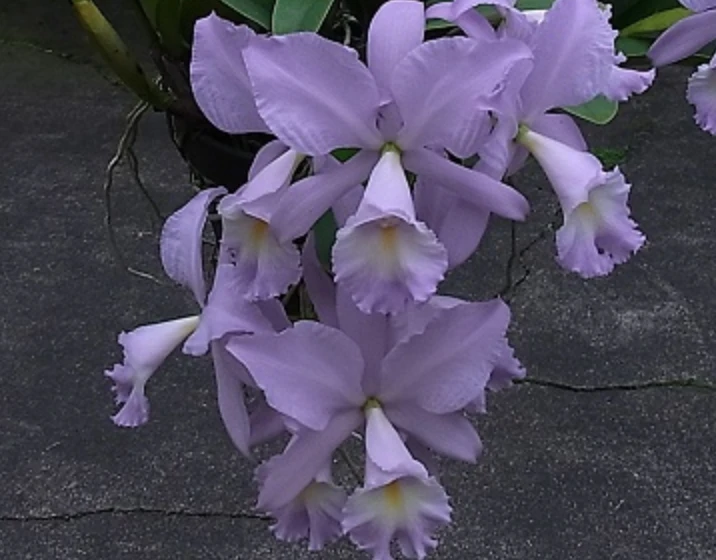 C.Sea Breeze ‘Blue Ribbon’ HCC/AOS - 海洋微風 ‘藍帶’
