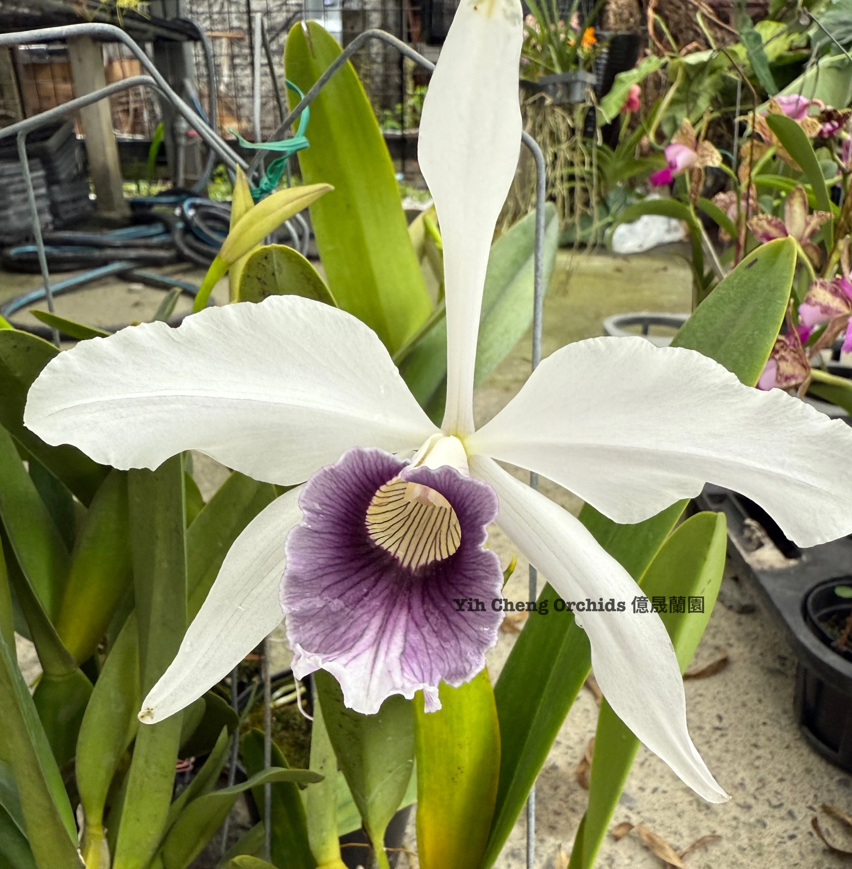 C.purpurata var. werkhauseri x sib - 婆婆灰藍唇