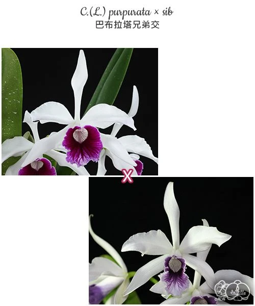 L.purpurata × sib