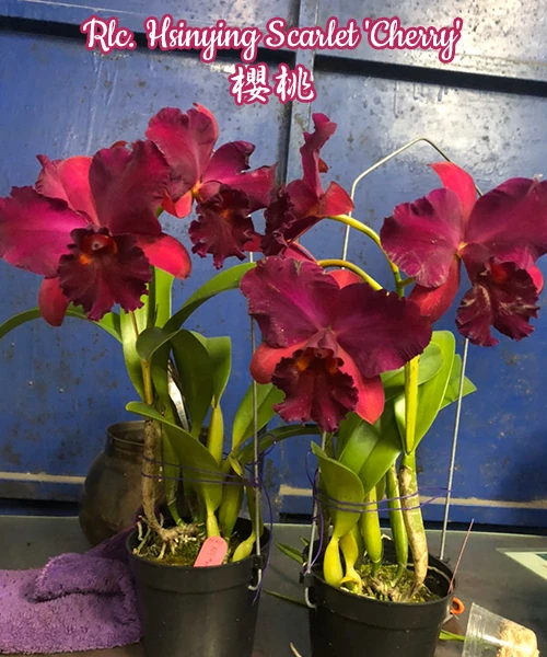 Rlc.Hsinying Scarlet ‘Cherry’ - 櫻桃