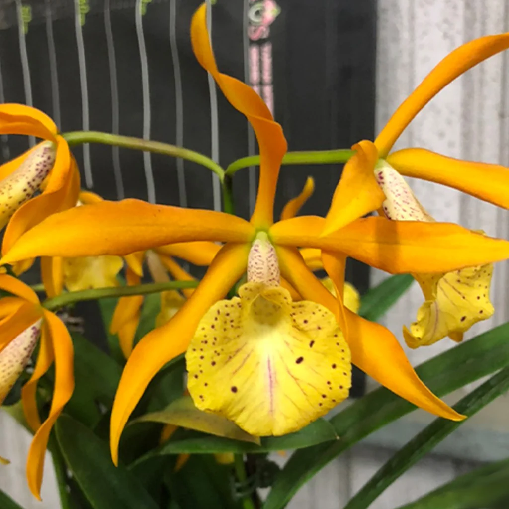 Bc.Golden Glory ‘Apollo’ - 阿波羅