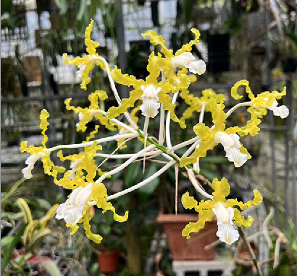 L.undulata alba ‘Graf’s Emerald’AM/ AOS - 白沖天炮