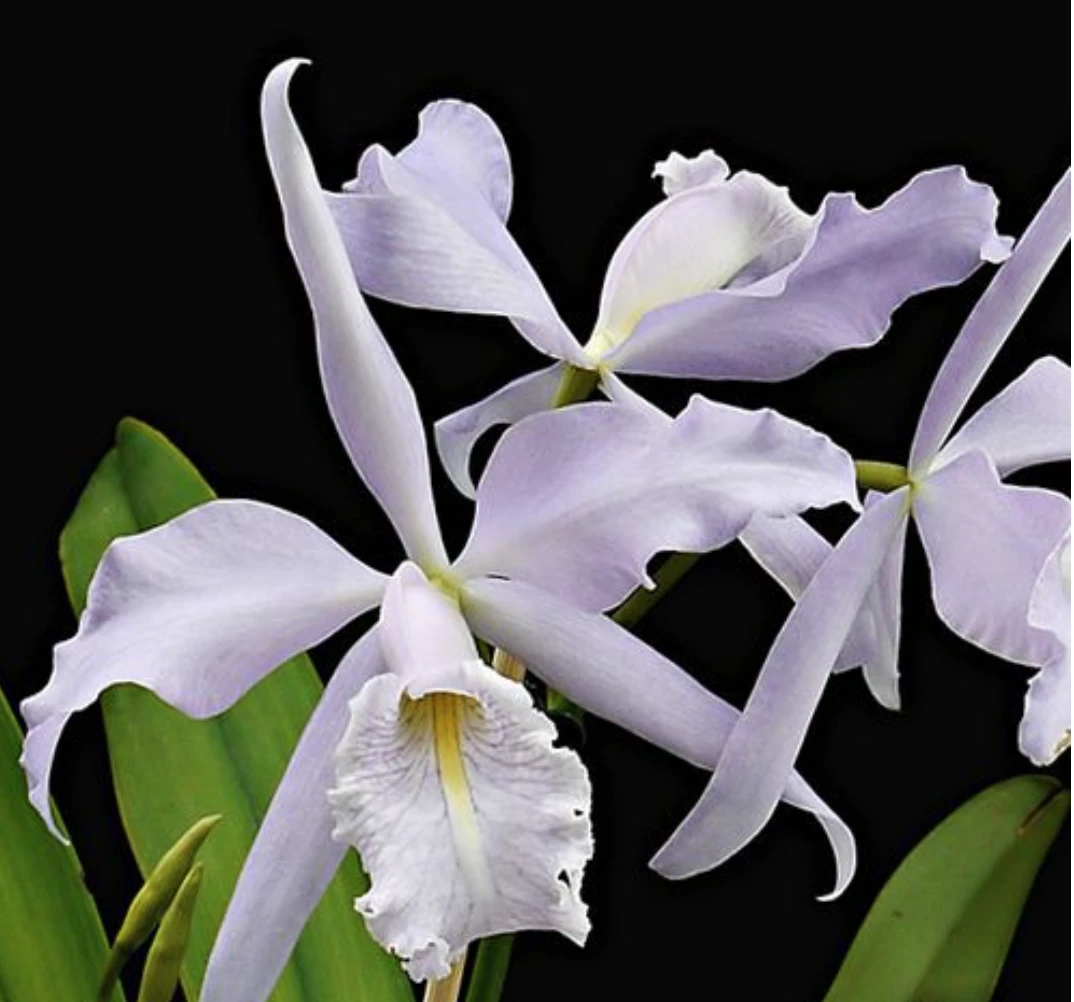 C.maxima var.coerulea. x