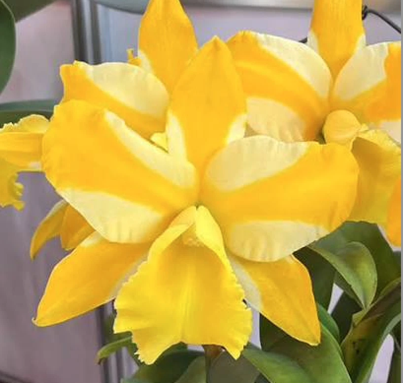 Rlc.Hua Young Gold ‘Pretty’ BM/TIOS - 華陽黃金