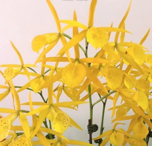 Bc.Yellow Bird ‘Tigertail’ AM/AOS - 黃鳥