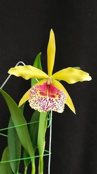 Bc.Keowee ‘Mendenhall’ AM/AOS