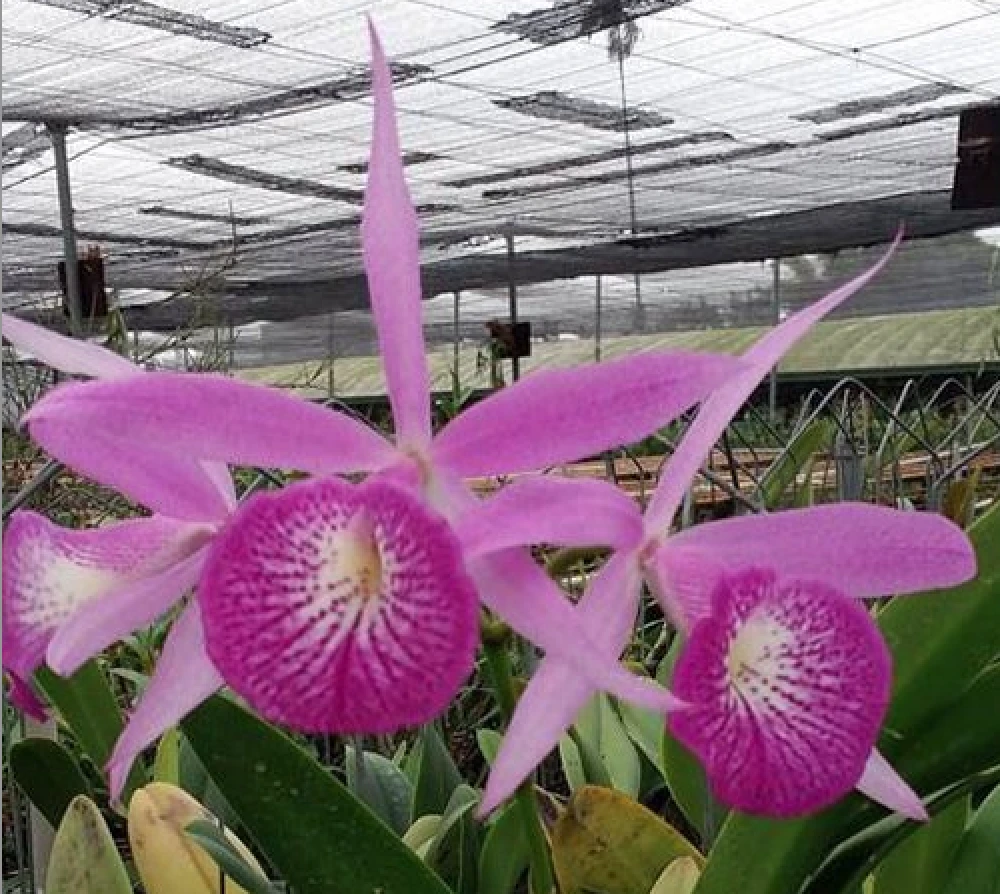 Bc.Yu Toung Star ‘Big Tongue’ 