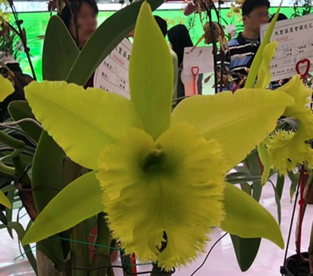 Rlc.Fringe Benefits ‘Green Angel’ - 綠天使