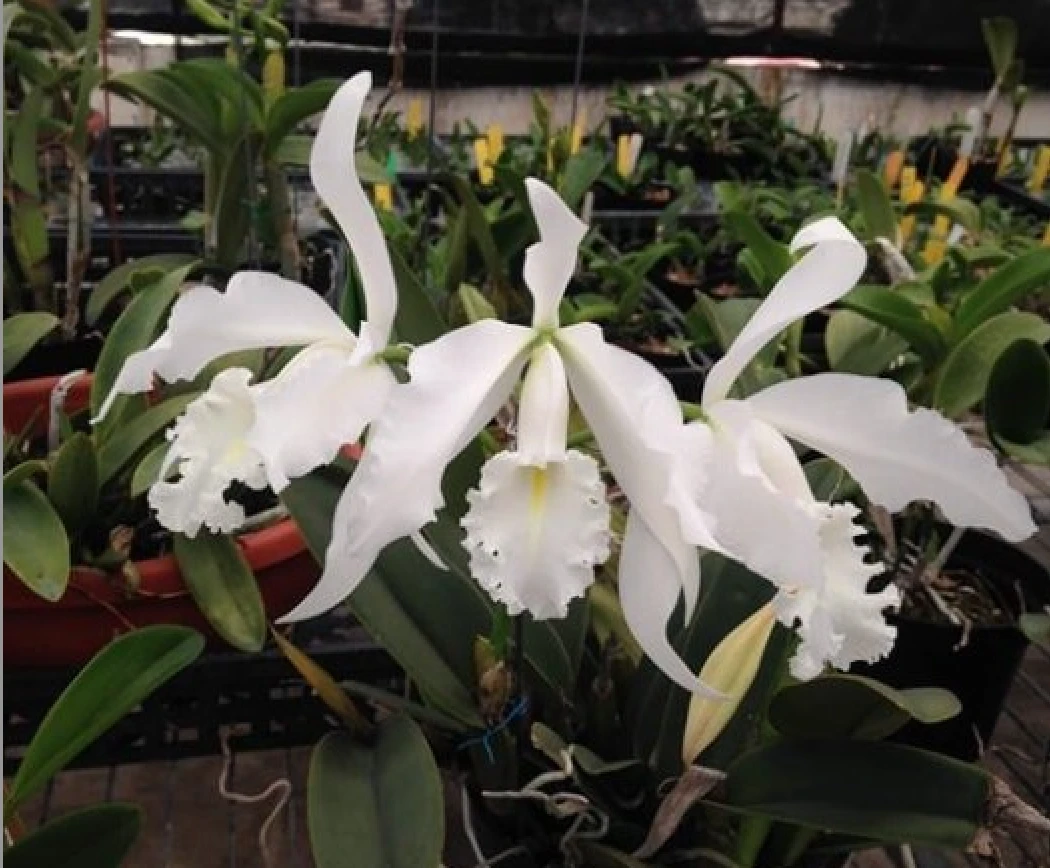 C.maxima var.alba x sib
